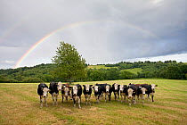 Cattle in field with a rainbow, Sussex Weald, UK