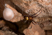 Female Cave spider (Meta menardi) with egg-sac, UK