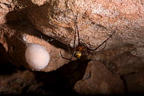 Female Cave spider (Meta menardi) with egg-sac, UK
