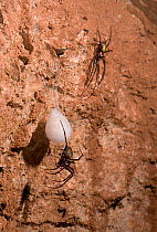 Cave spider (Meta menardi) pair with egg-sac, UK