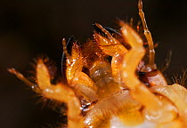 Common cockchafer (Melolontha melolontha) larva showing underside and mouthparts, UK