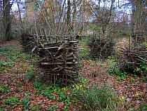 Hazel coppice protected by wood stacked in a circle, Bury St Edmonds, Suffolk, UK, November 2003