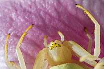 Goldenrod spider (Misumena vatia) on flower, UK
