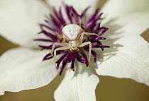 Crab spider (Misumena vatia) on flower, UK