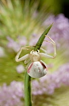 Crab spider (Misumena vatia) on blade of grass, UK