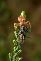 Crab spider (Ozyptila sp) with fly prey, UK