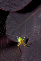 Cucumber spider (Araniella cucurbitina) on its web, UK