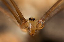 Daddy long legs spider (Pholcus phangioides) close-up of head, UK
