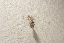 Daddy long legs spider (Pholcus phalangioides) feeding on spider larger than itself, UK