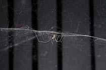 Daddy long legs spider (Psilochorus sp) on web,  found in greenhouses and nurseries, UK