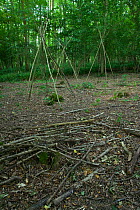 'Protected' coppice stands wrecked by Fallow deer (Dama dama) Sussex, UK, August 2004