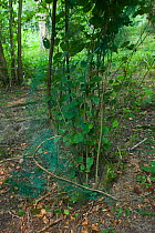 Protective netting around coppiced hazel ripped away by Fallow deer (Dama dama) Sussex, UK, August 2004