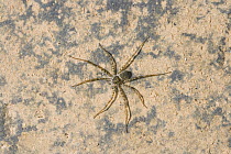 Juvenile Raft spider {Dolomedes sp} Costa Rica