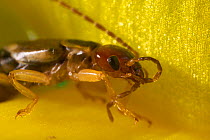 Common earwig (Forficula auricularia) cleaning antenna, UK