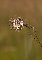 Grasshead prowler spider (Cheiracanthium erraticum) egg sac on grass, UK