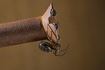 False widow spider (Steatoda bipunctata) on screw, UK