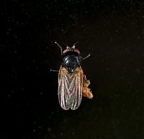 Fly with parasitic lice attached to it, UK