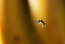 Fruit fly (Drosophila sp) in flight, UK. Small reproduction only.