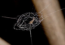 Juvenile Garden centre spider (Uloborus plumipes) on web, UK