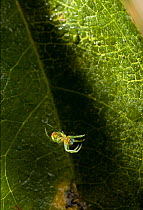 Cucumber / Green orbweaver spider (Araniella cucurbitina) on web across leaf, UK