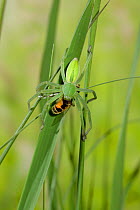 Green / Meadow spider (Micrommata virescens) with hoverfly prey, UK, A very fast moving species that hunts by predation