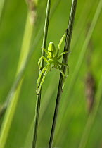 Green / Meadow spider (Micrommata virescens) sub-adult female on grass blade, UK. A very fast moving species that hunts by predation