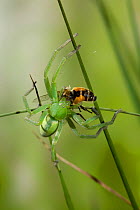 Meadow / Green spider {Micrommata virescens} with hoverfly prey, UK. A very fast moving species that hunts by predation