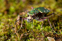 Green tiger beetle (Cicindela campestris) portrait, UK