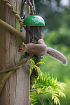 Grey squirrel {Sciurus carolinensis} on hanging garden bird feeder, UK