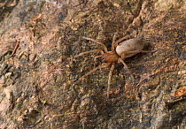 Ground / Stealthy spider (Drassodes sp) on tree trunk, UK