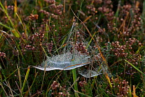Hammock spider web of a Money spider (Linyphiidsae) on plants at dawn, UK