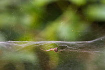 Money spider (Linyphia sp) on its hammock web, UK