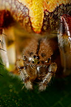 Head of Orb weaver spider (Araneus marmoreus) UK