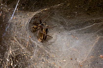 House spider (Tegenaria sp) in funnel web, UK