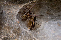 House spider (Tegenaria sp) dragging prey into its funnel web, UK
