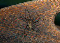 House spider (Tegenaria sp) on wood, UK