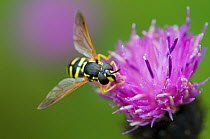 Hover fly {Chrysotoxum sp} on flower, UK