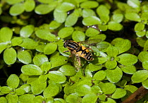 Hover fly (Helophilus pendulus) on pond surface, UK