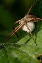 Nursery web spider (Pisaura sp) carrying egg sac, Cyprus