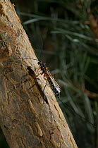 Parasitic wasp {Rhyssa sp} parasite of the Giant Wood Wasp {Sirex gigas} UK