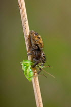 Jumping spider (Evarcha arcuata) female with juvenile grashopper prey, UK