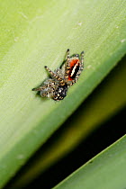 Jumping spider {Philaeus sp} on leaf, Cyprus