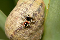 Jumping spider {Philaeus sp} on snail shell, Cyprus