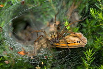 Labyrinth spider (Agelena labyrinthica) with butterfly prey at entrance to funnel web, UK