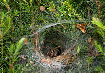 Labyrinth spider (Agelena labyrinthica) lying in wait in funnel web, UK