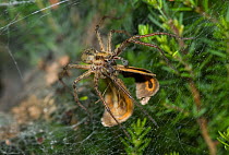 Labyrinth spider (Agelena labyrinthica) dragging butterfly prey back into funnel web, UK