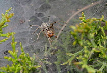 Labyrinth spider (Agelena labyrinthica) on web, Cyprus