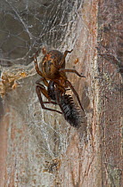 Lace webbed spider (Amaurobius similis) on web with woodlouse prey, UK