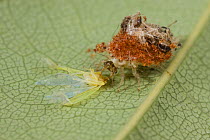 Lacewing {Chrysopidae} larva with Leafhopper prey, UK