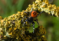 Ladybird spider (Eresus cinnaberinus) male, Dorset, UK. In England this extremely rare spider has a habitat confined to a quarter acre patch in Dorset, while the male only appears above ground for a f...